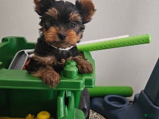 Yorkshire Terrier dogs Bruiser - Ad 3