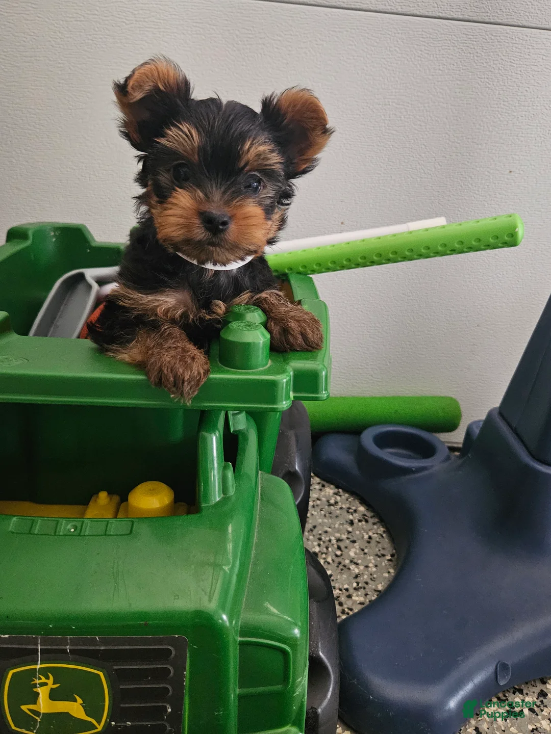 Yorkshire Terrier dogs for sale: Bruiser - Ad 1