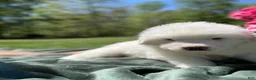Great Pyrenees dogs for sale: Peter - Ad 5