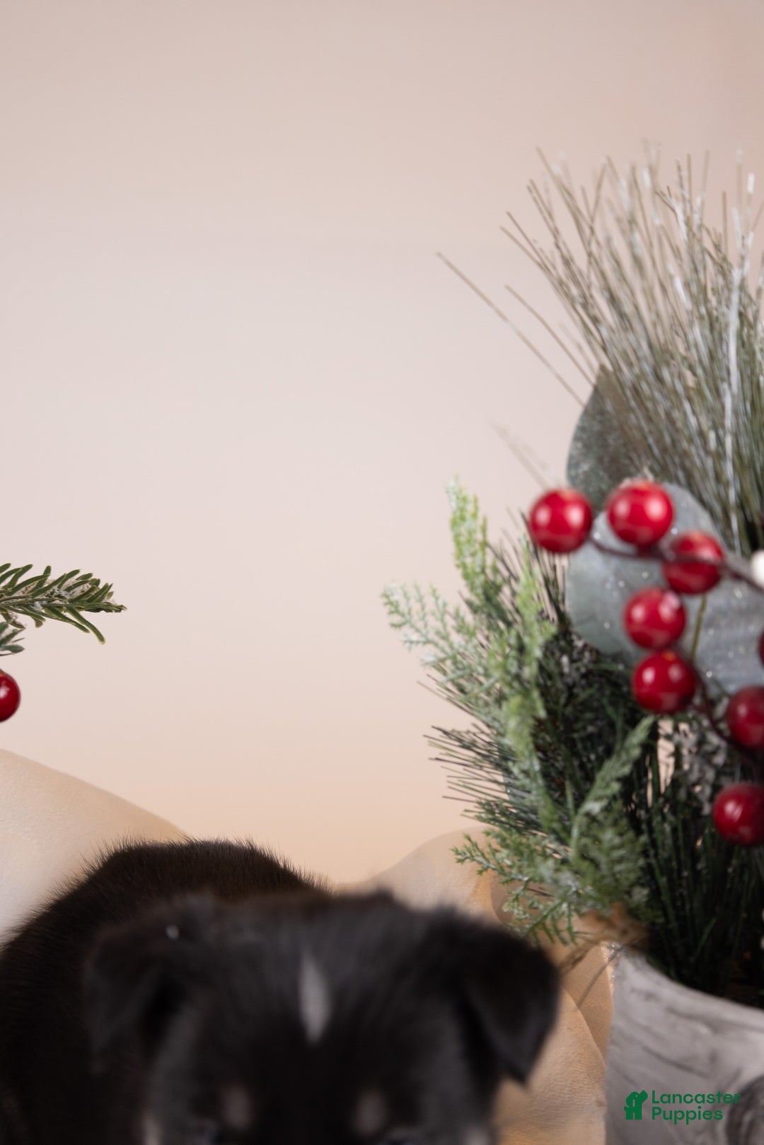 Goberian dogs for sale: Bear - Ad 11