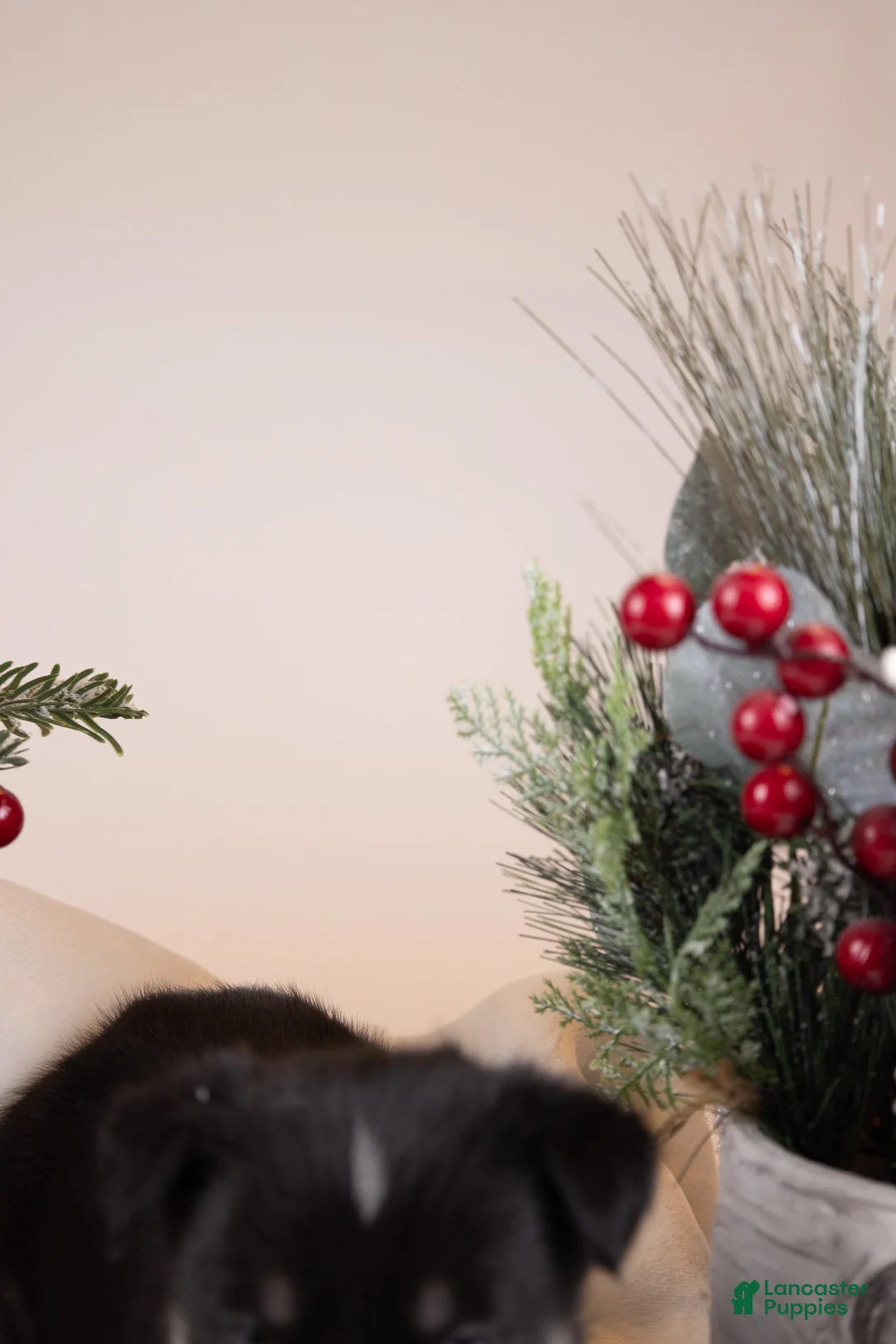 Goberian dogs for sale: Holly - Ad 17