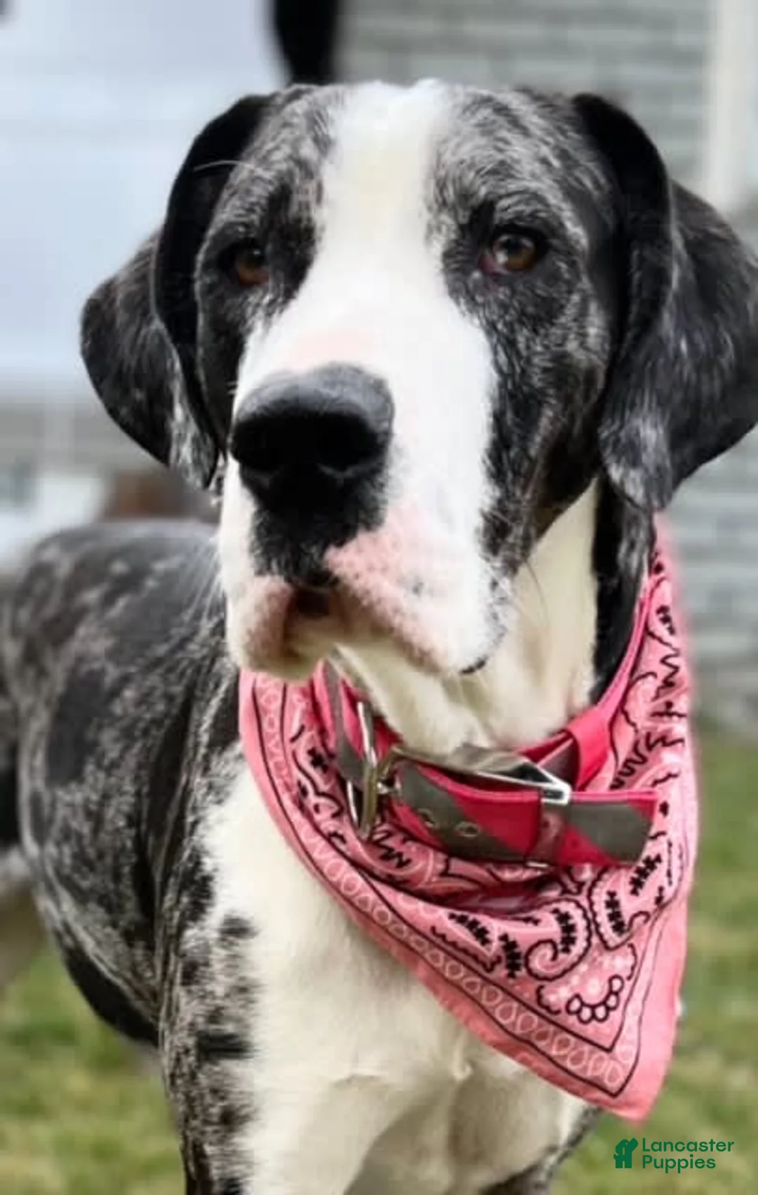 Gallery Image {{count}}