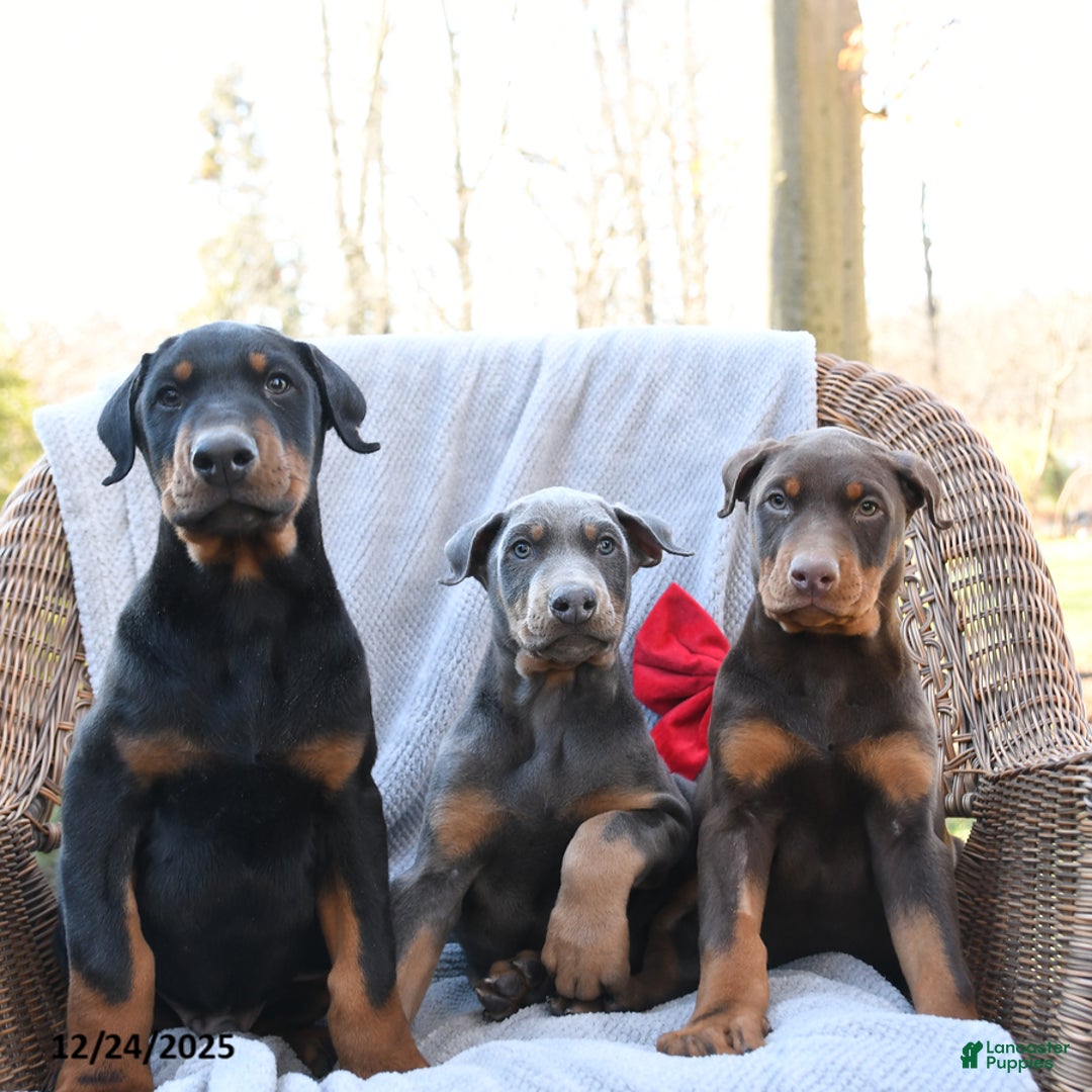 Doberman Pinscher dogs for sale: Little Blue - Ad 5