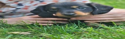 Miniature Dachshund dogs for sale: Benny - Ad 3