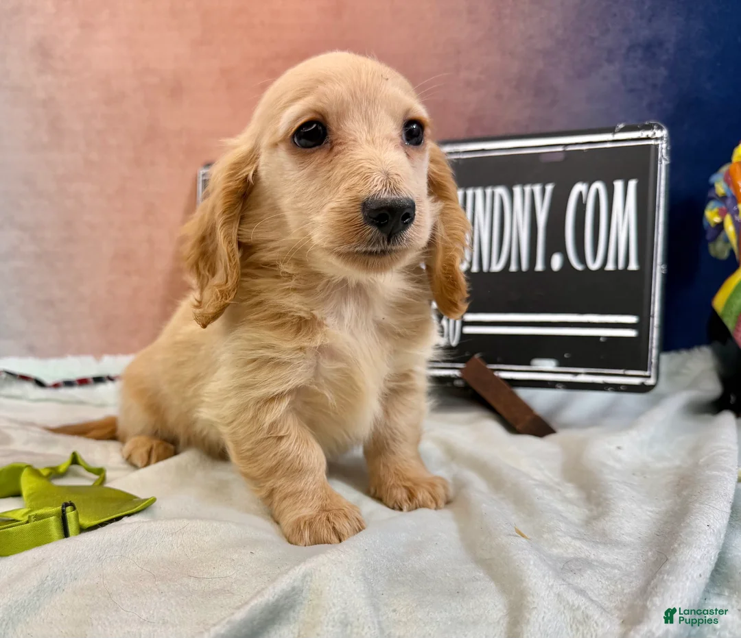 Dachshund dogs for sale: ee boy - Ad 1
