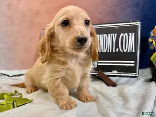 Dachshund dogs ee boy - Ad 23