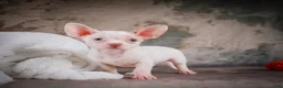 Chihuahua dogs for sale: Cole - Ad 6