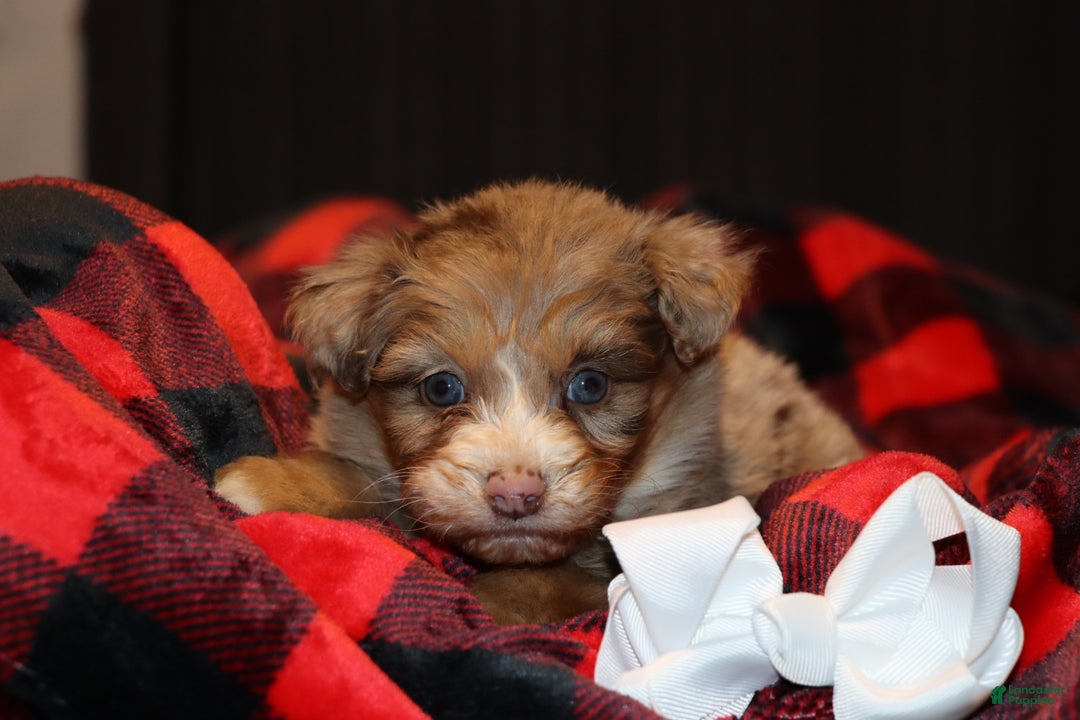 Mixed Breed dogs for sale: Poppy  - Ad 2