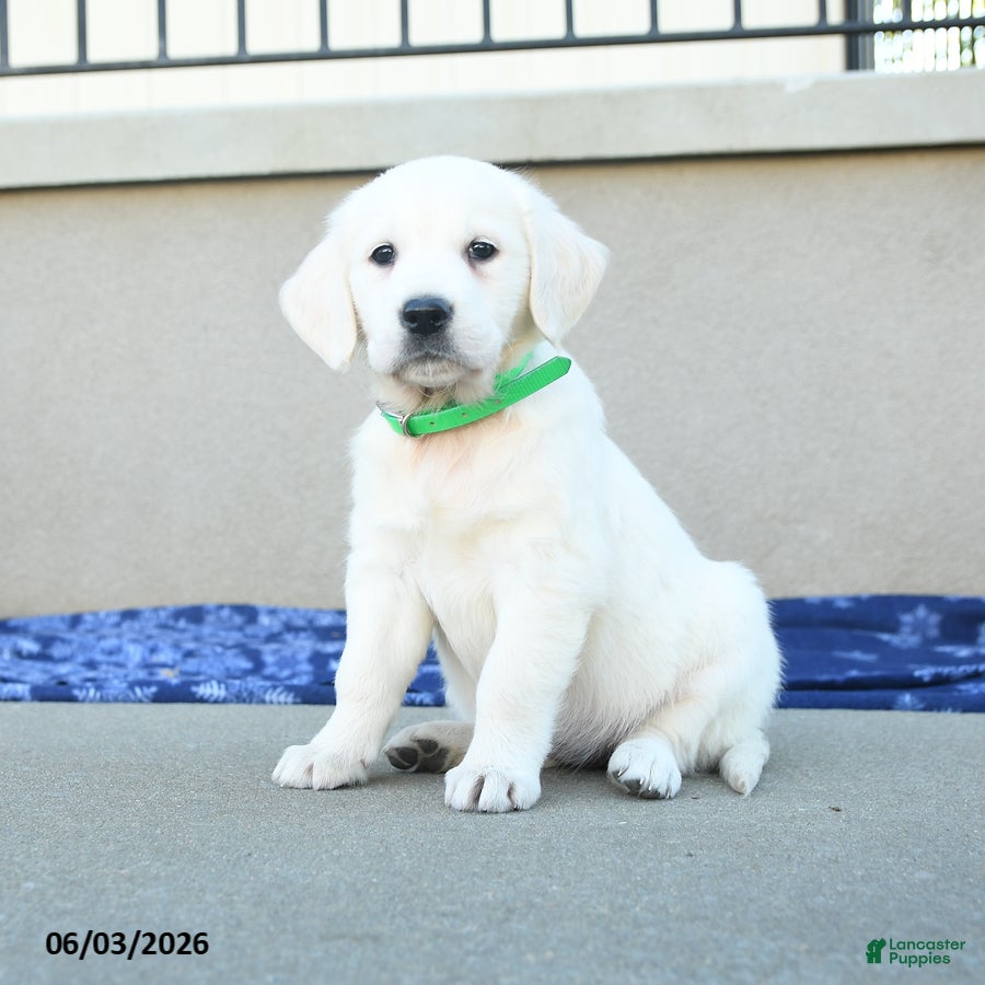 Golden Retriever dogs Fern - Ad 1