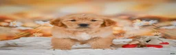 Golden Retriever dogs for sale: Rosie - Ad 12