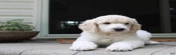 Standard Poodle dogs for sale: River AKC Standard Poodle  - Ad 12
