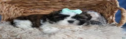 Shih Tzu dogs for sale: HANNAH - Ad 12
