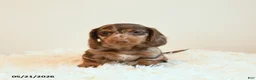 Miniature Dachshund dogs for sale: Slinky - Ad 4