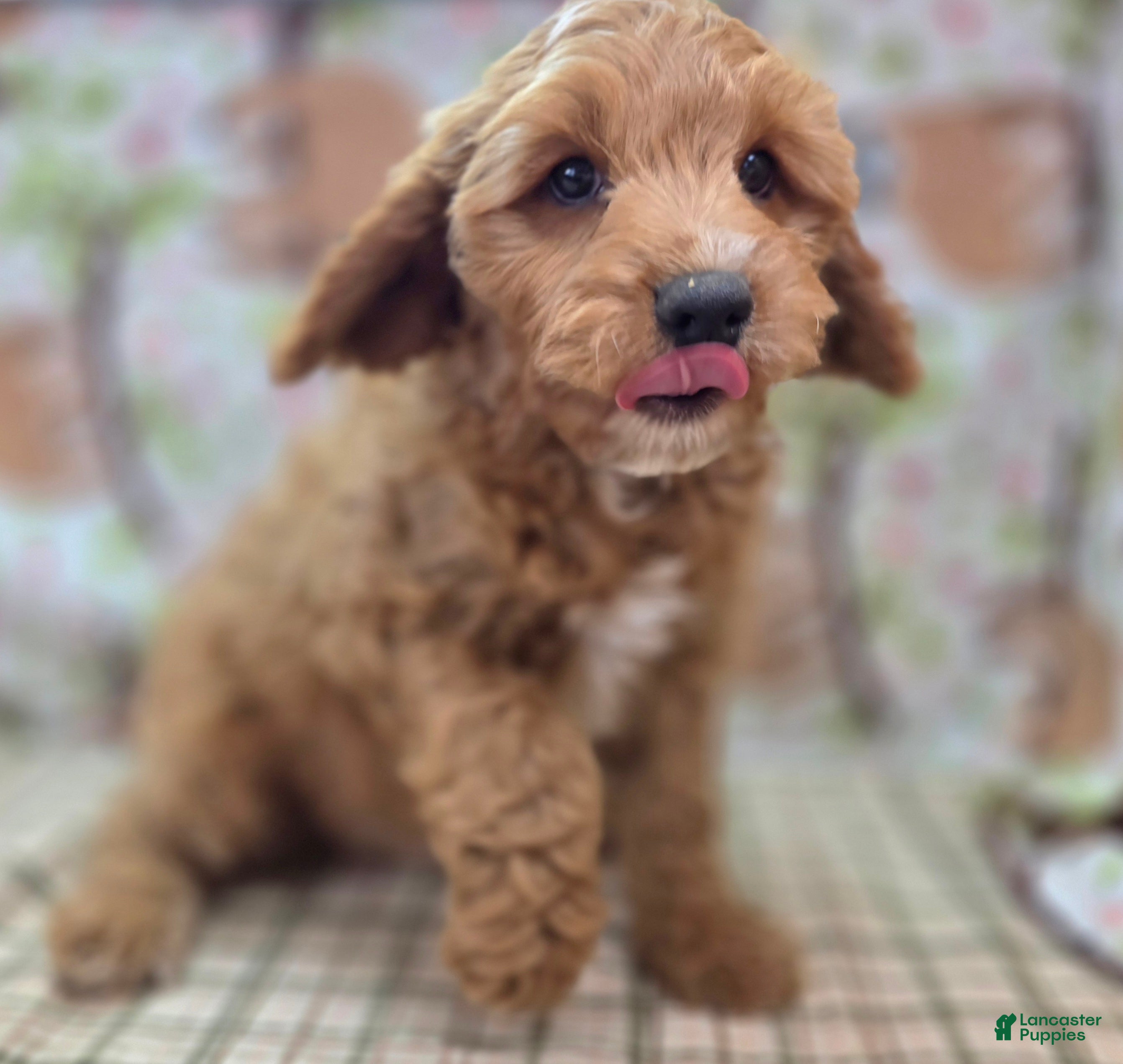 Cavapoo dogs Tundra - Ad 12