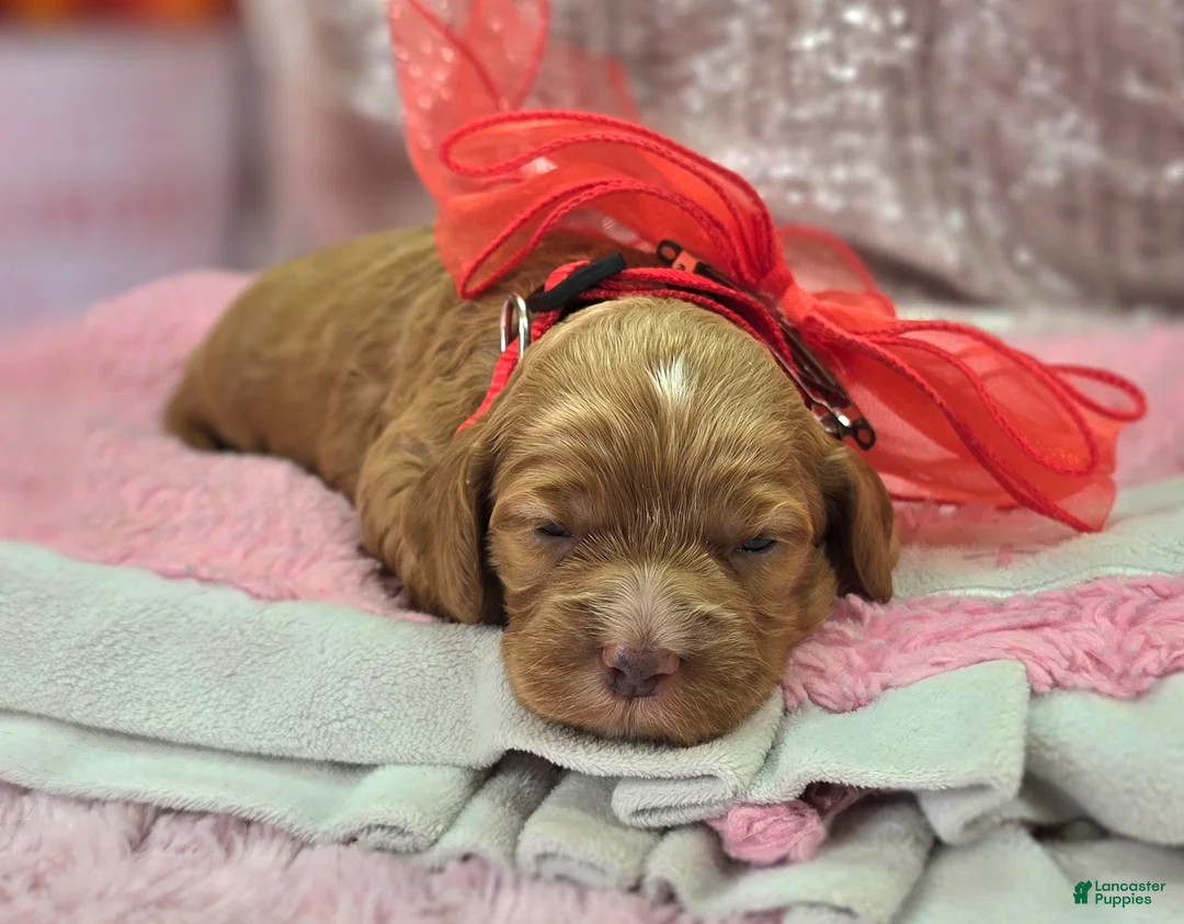 Cockapoo dogs for sale: Diamond - Ad 4