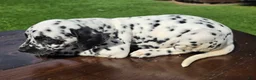 Dalmatian dogs for sale: Dalmatian Female 2 - Ad 2