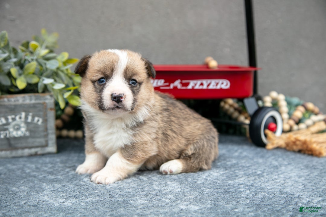 Welsh Corgi Pembroke dogs for sale: Caramel - Ad 1