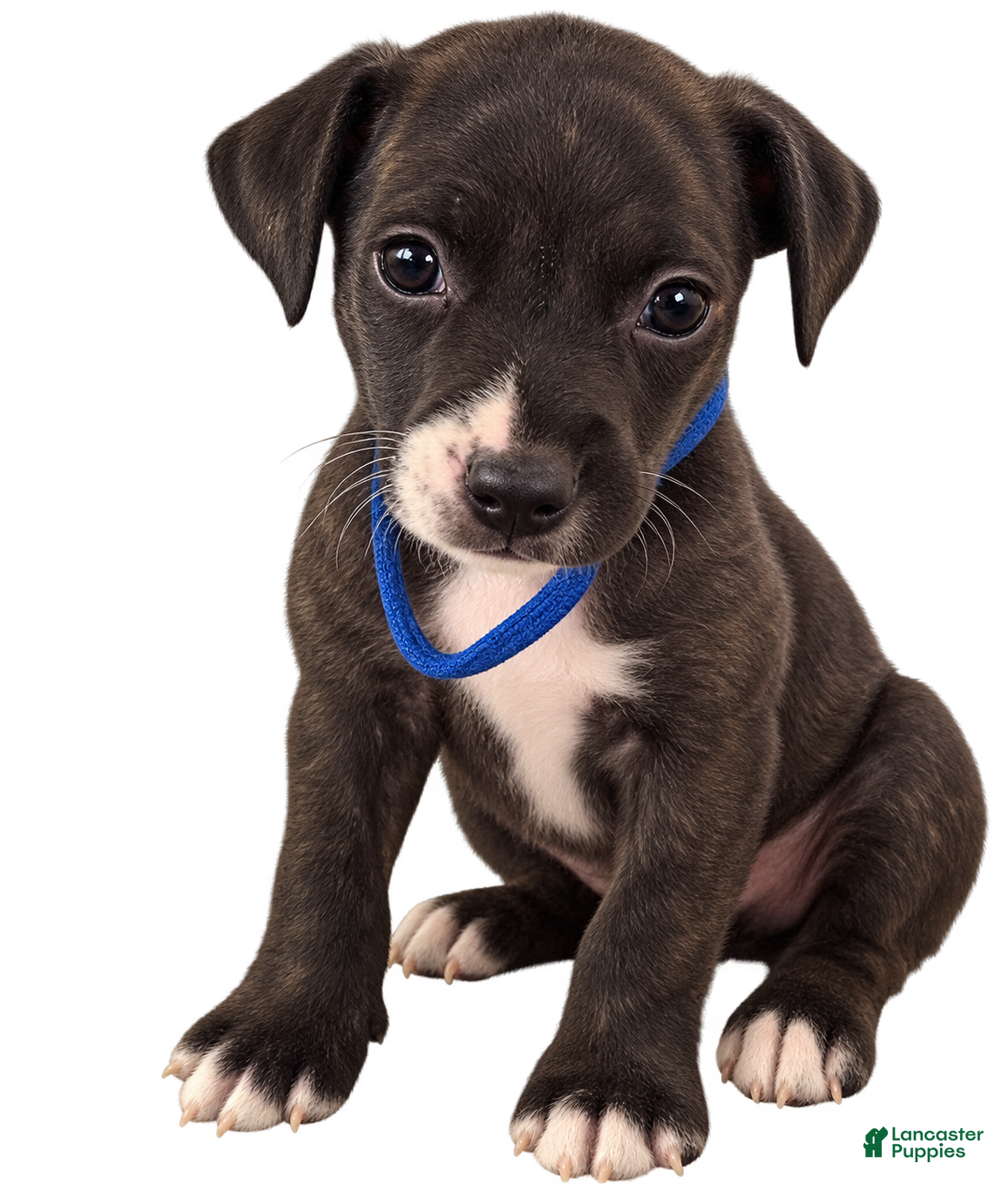 Mixed Breed dogs Patches  - Ad 23