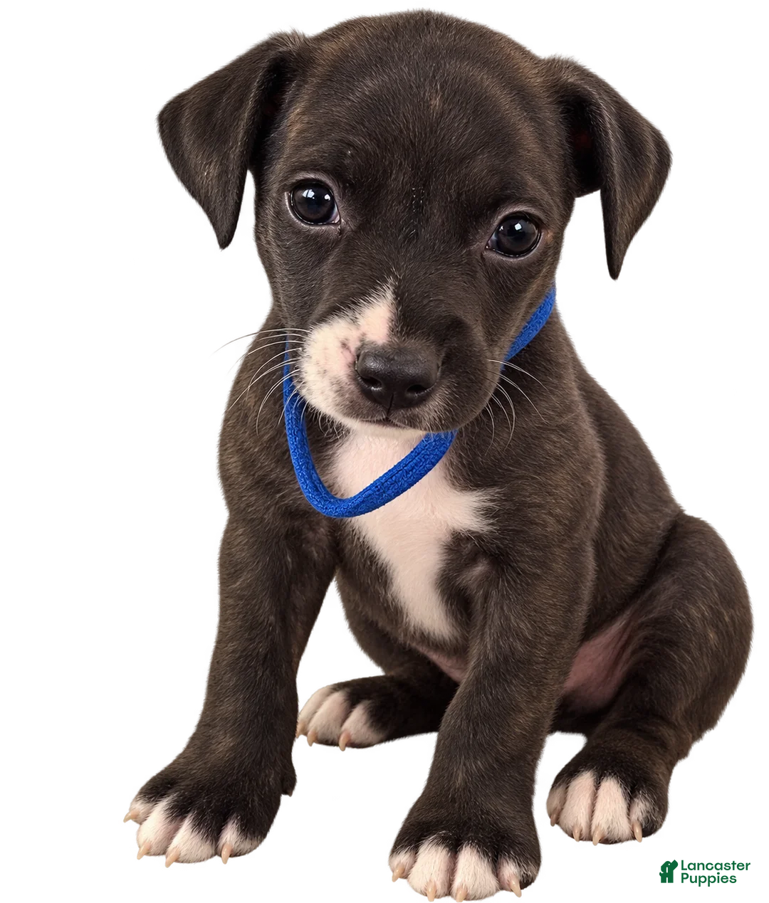 Mixed Breed dogs for sale: Patches  - Ad 1
