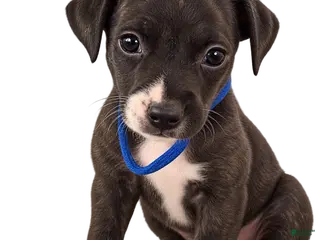 Mixed Breed dogs Patches - Ad 23