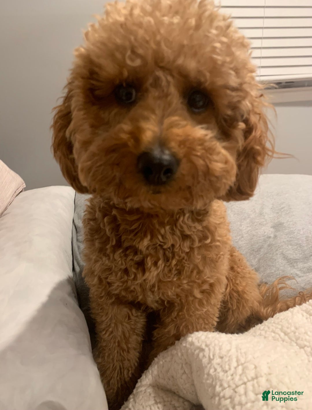 Mini Goldendoodle dogs for sale: Orange  - Ad 2