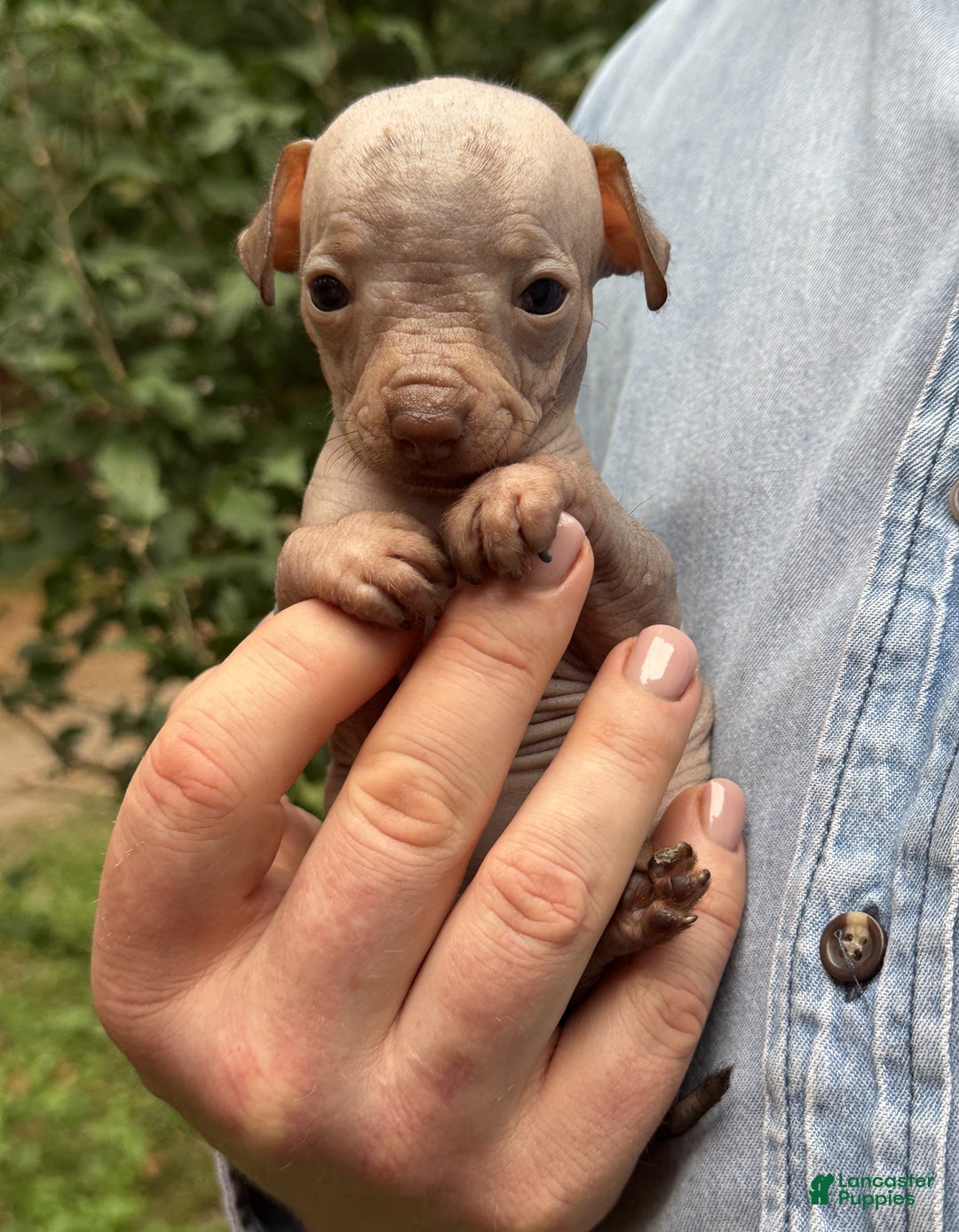 Mixed Breed dogs for sale: Cleopatra  - Ad 50