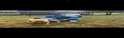 American Bully dogs for sale: Joker - Ad 10