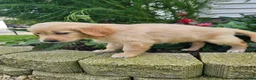Golden Retriever dogs for sale: Bree - Ad 6
