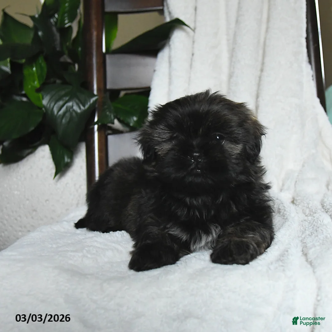 Shih Tzu dogs for sale: Winston - Ad 2