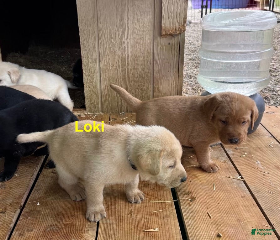 Labrador Retriever dogs Loki - Ad 2
