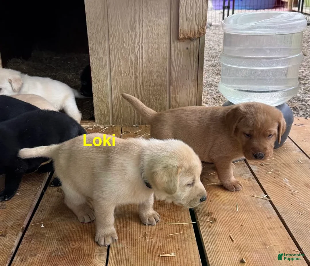 Labrador Retriever dogs for sale: Loki - Ad 2