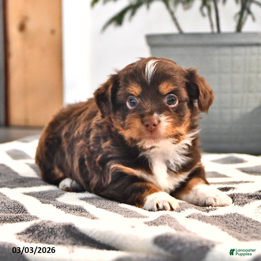 Mixed Breed dogs Jerry - Ad 2