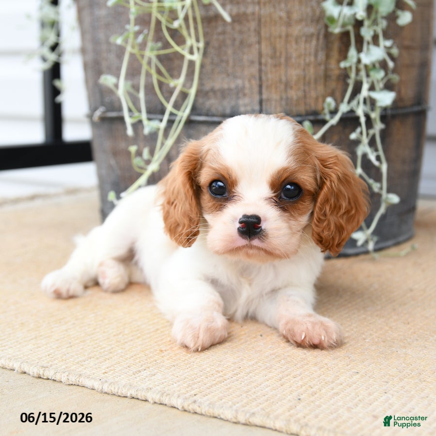Cavalier King Charles Spaniel dogs Cricket - Ad 2