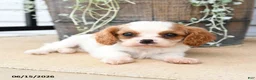 Cavalier King Charles Spaniel dogs for sale: Cricket - Ad 2