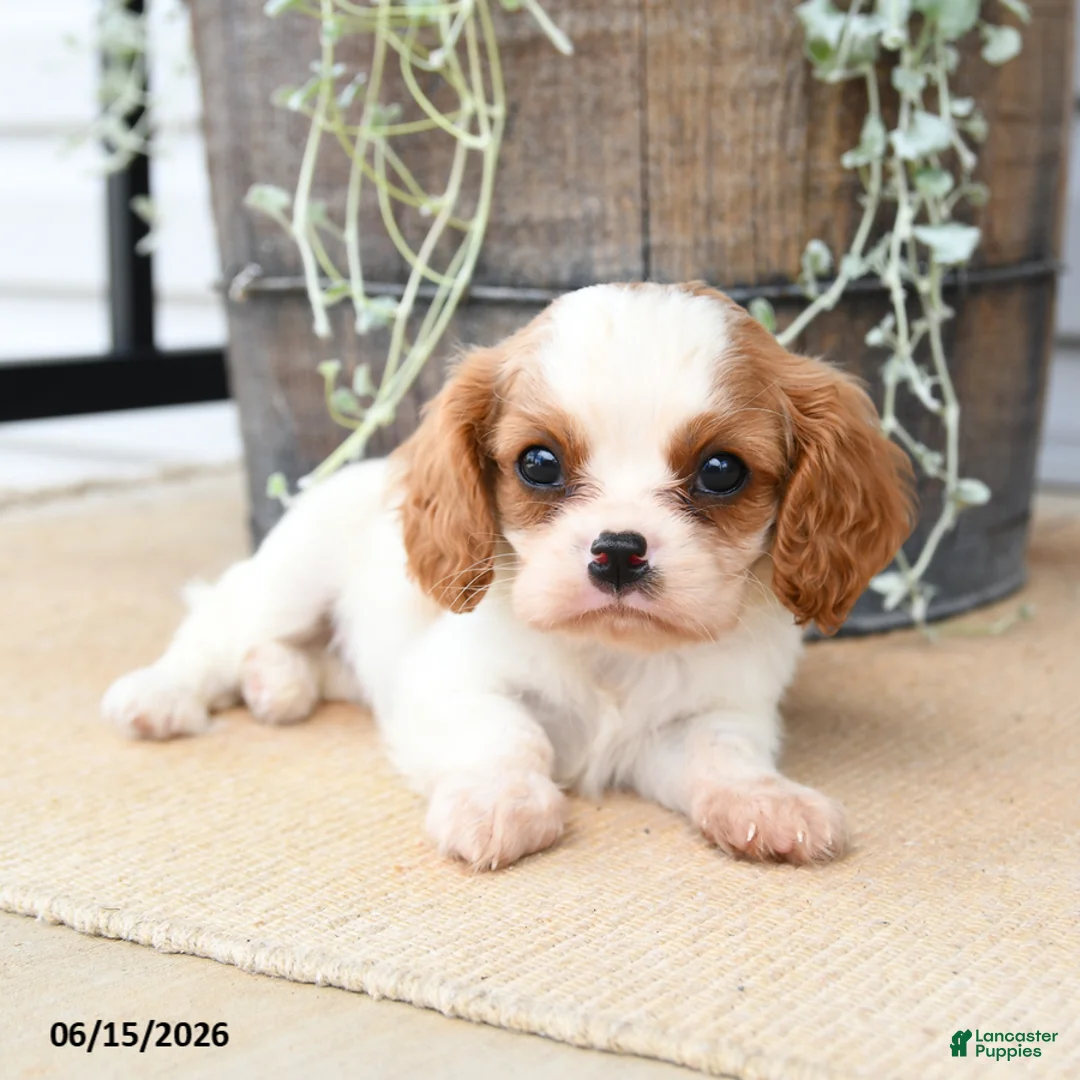 Cavalier King Charles Spaniel dogs for sale: Cricket - Ad 2