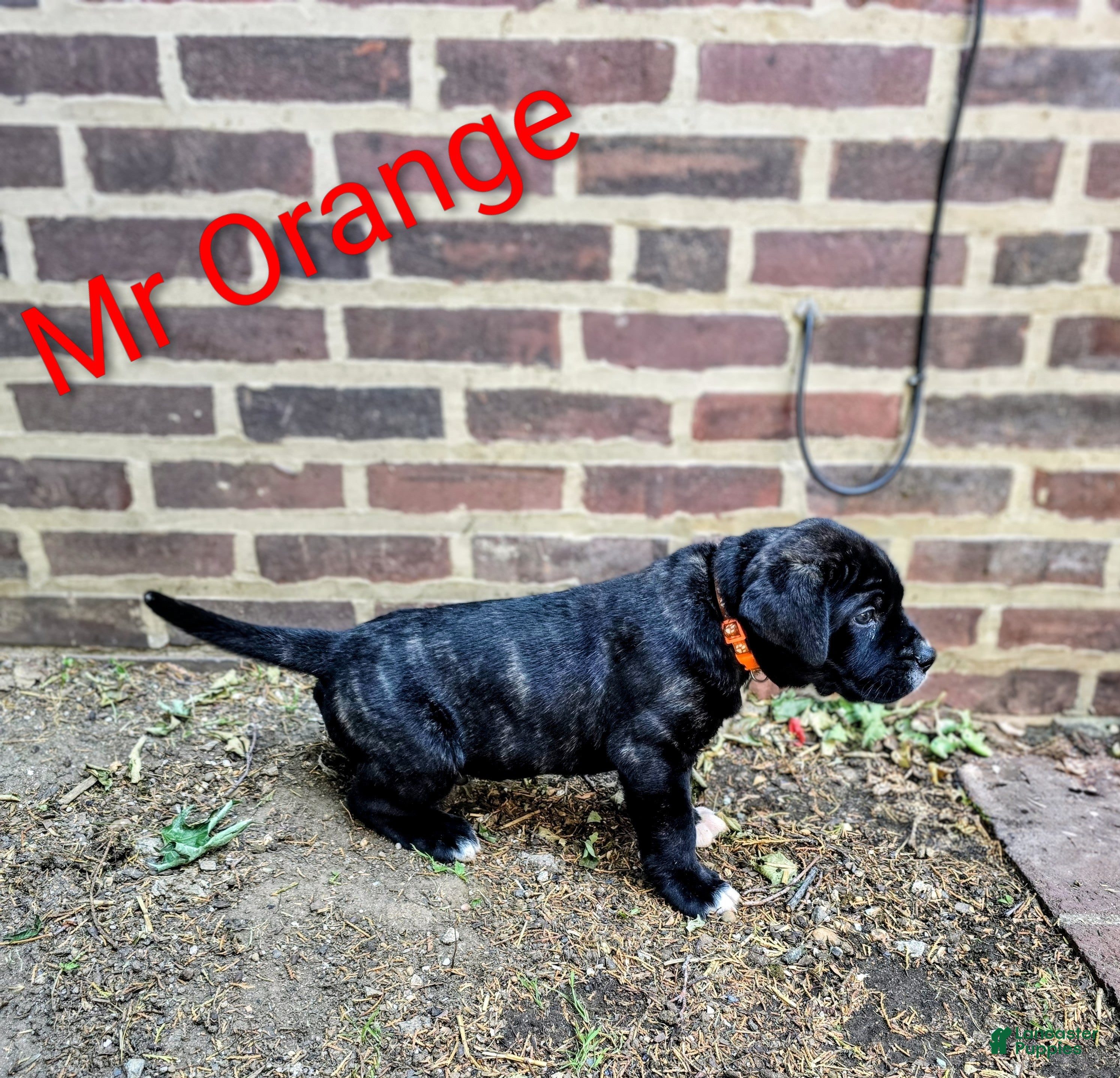 Presa Canario dogs Mr Orange  - Ad 1