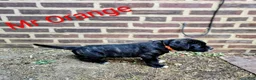 Presa Canario dogs for sale: Mr Orange  - Ad 1