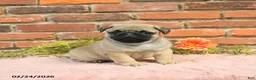 Pug dogs for sale: Jasper - Ad 2
