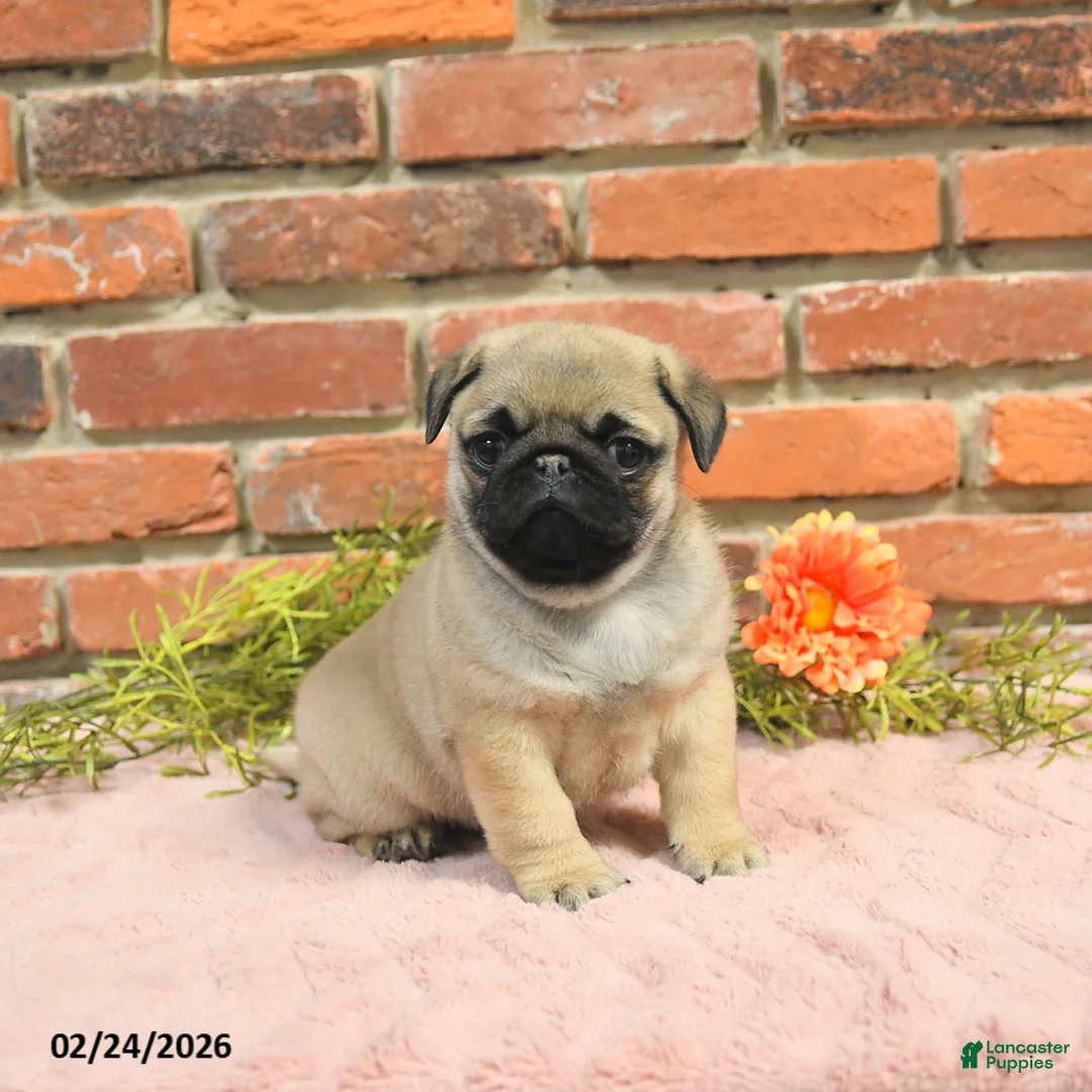 Pug dogs for sale: Jasper - Ad 2