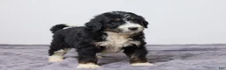 Bernedoodle dogs for sale: Kyler - Ad 3