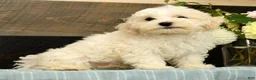 Havanese dogs for sale: Gavin - Ad 1