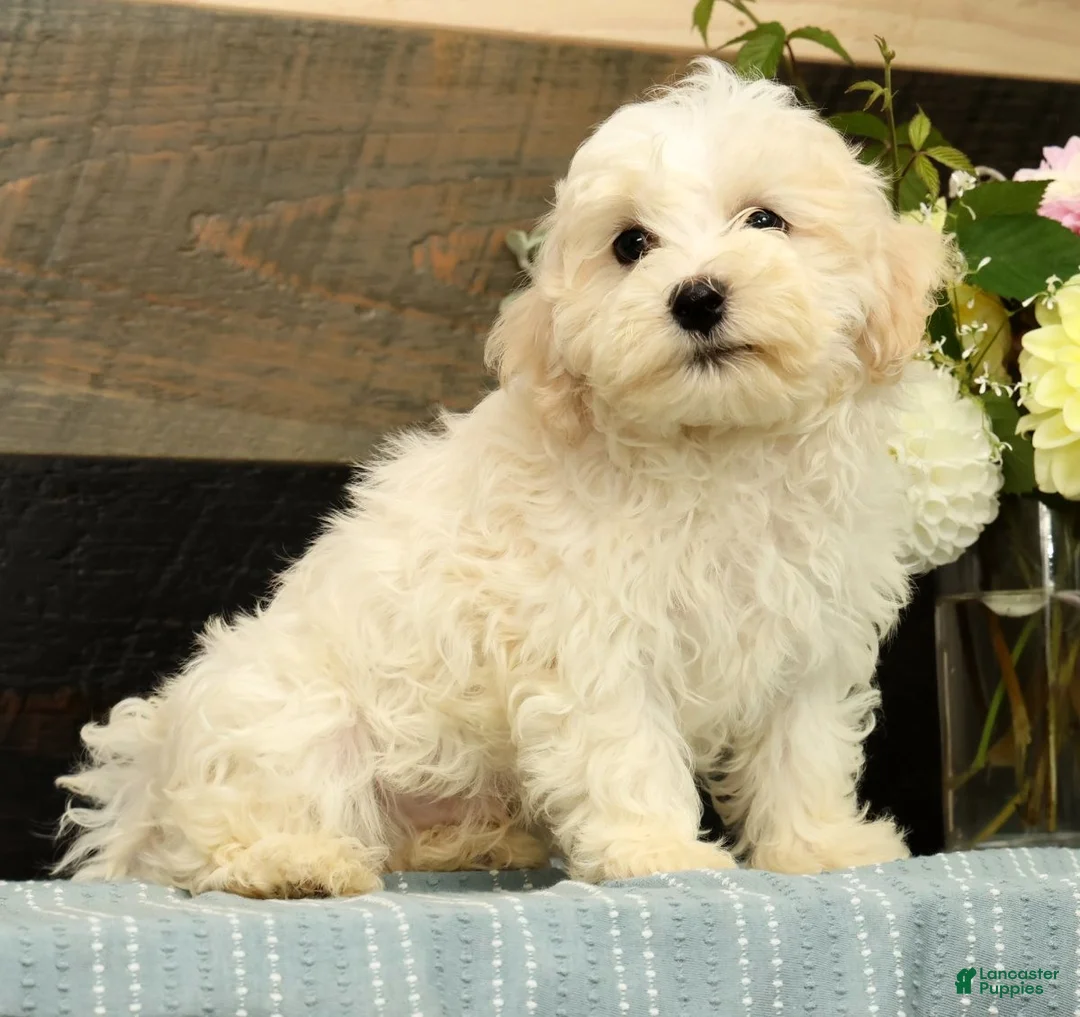 Havanese dogs for sale: Gavin - Ad 1