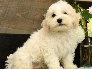 Havanese dogs Gavin - Ad 1