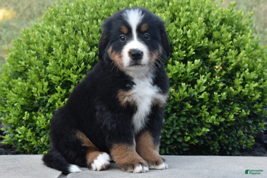 Bernese Mountain Dog dogs for sale: Jasper - Ad 1