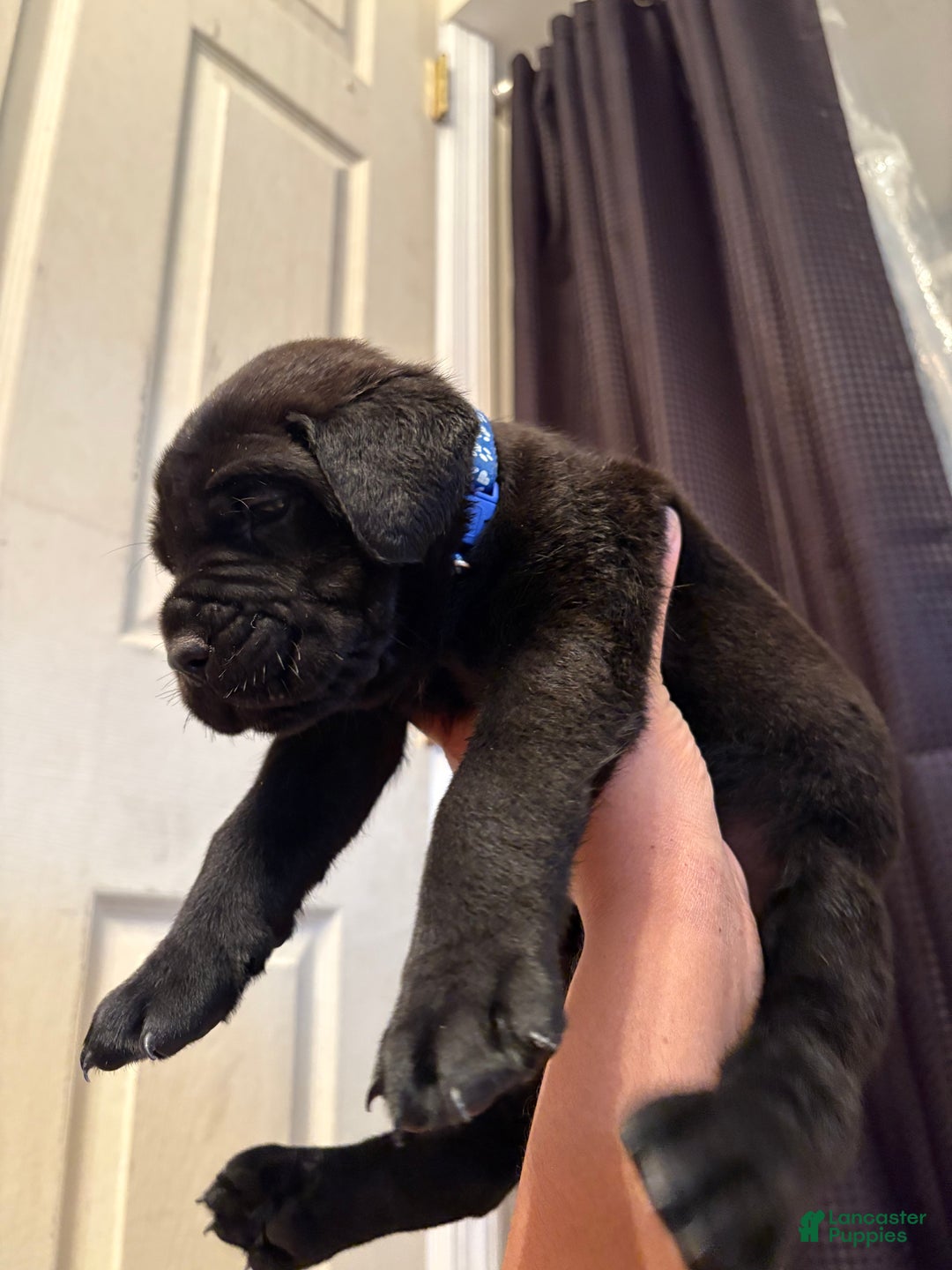 Cane Corso dogs for sale: Diesel  - Ad 2