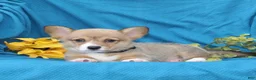 Welsh Corgi Pembroke dogs for sale: Cocoa - Ad 4