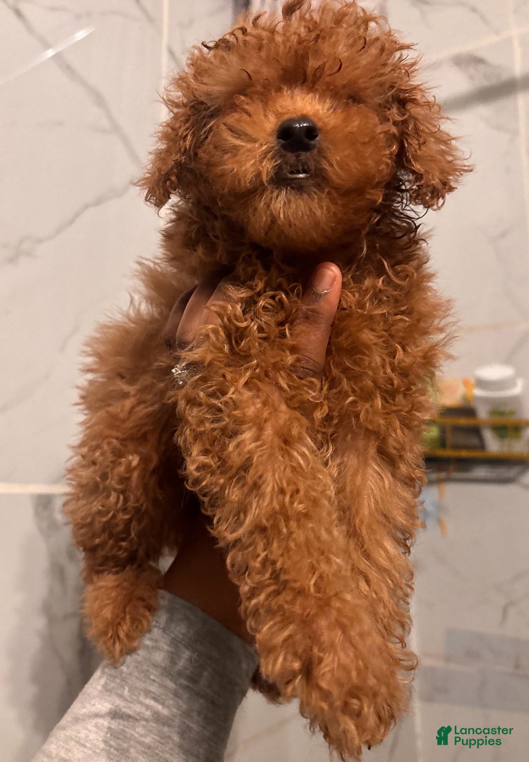 Miniature Poodle dogs for sale: Miniature Poodle Puppy 2 - Ad 1