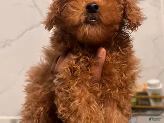 Miniature Poodle dogs Miniature Poodle Puppy 2 - Ad 34