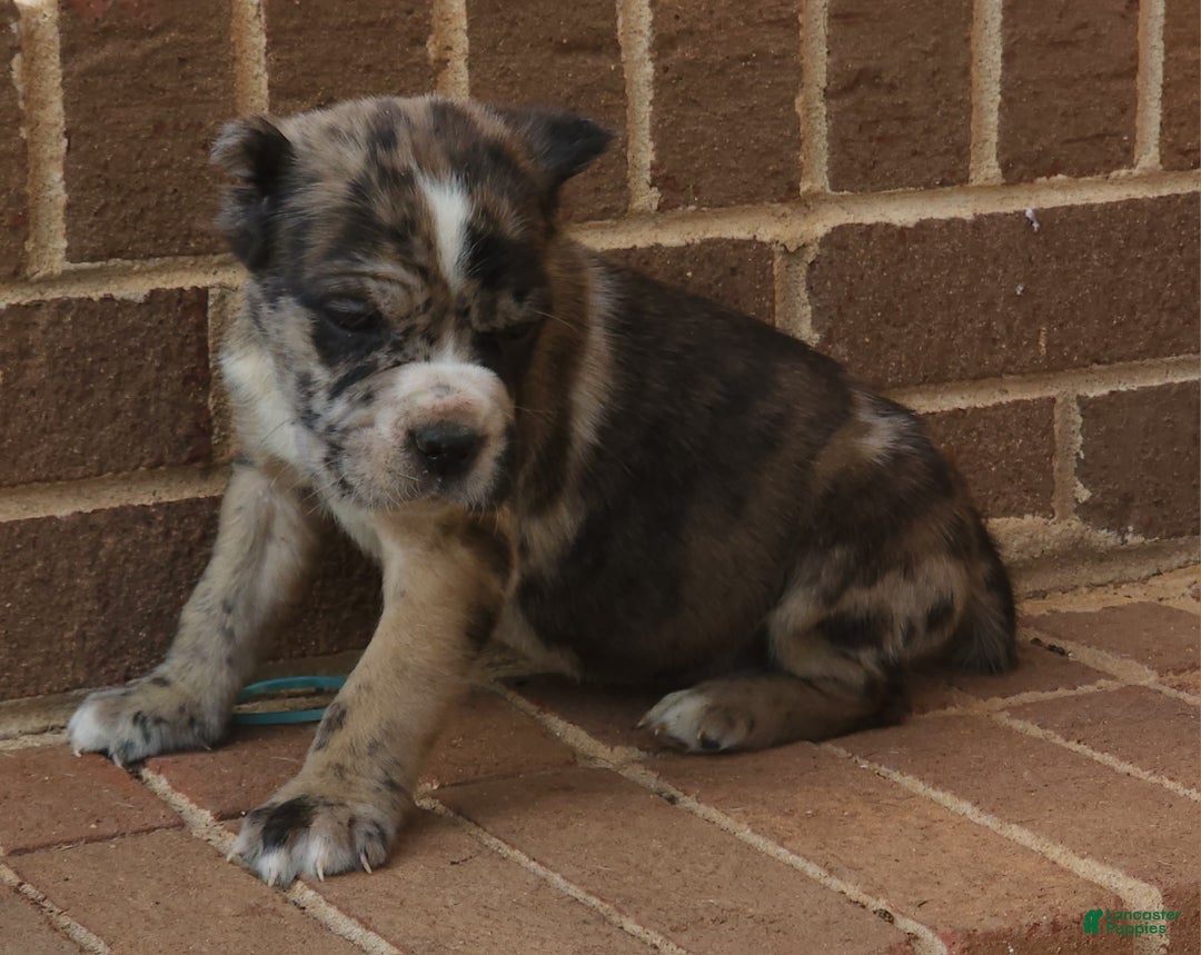 Cane Corso dogs for sale: Camouflage  - Ad 3