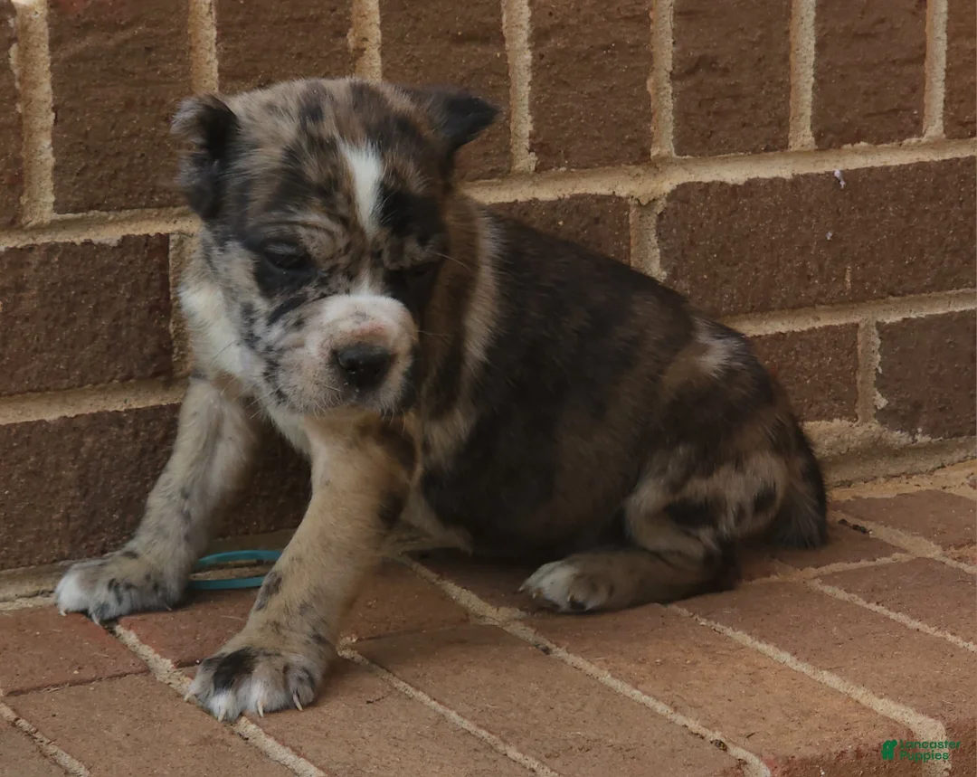 Cane Corso dogs for sale: Camouflage  - Ad 3